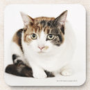 Search for calico cat coasters Cute