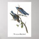 Search for bluebird posters Audubon