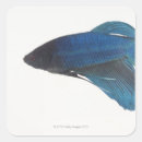 Search for betta fish stickers Blue
