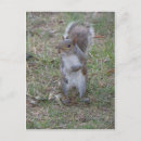 Search for squirrels postcards Wildlife