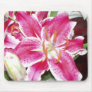 Search for stargazer lily mousepads Lilies