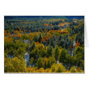 Search for poplar tree postcards Outdoors