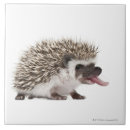 Search for four animals tiles Humour
