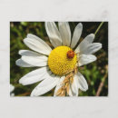 Search for red daisy postcards Summer