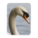 Search for cygnus magnets Anatidae
