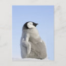 Search for penguin postcards Nature
