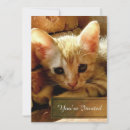 Search for little kitten Cute