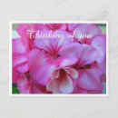 Search for geraniums postcards Botanical