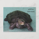 Search for terrapin postcards Turtle