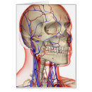 Search for artery Human