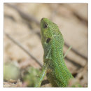 Search for lizard tiles Tropical