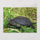 Search for pond turtle postcards Animal