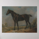 Search for riding horse posters Equine