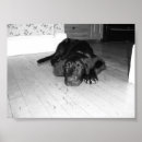 Search for hardwood Black