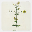 Search for herbal stickers Flowers
