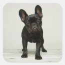 Search for cutest stickers Dog