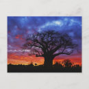 Search for african tree postcards Tanzania