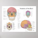 Search for human skulls posters Bones