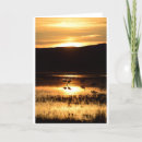 Search for sandhill cards Sunset