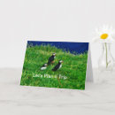 Search for puffin cards Birds