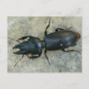 Search for big head postcards Wildlife