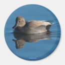 Search for gadwall Nature