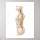Search for anatomy and physiology posters Digitally generated image