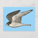 Search for peregrination postcards Falcon