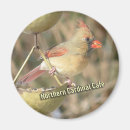 Search for feeders magnets Bird watching
