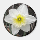 Search for easter daffodils magnets Yellow