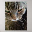 Search for tabbies posters Meow