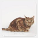 Search for orange tabby cat stickers Feline