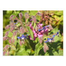 Search for medicinal herbs posters Garden