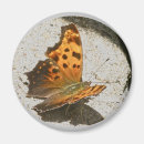 Search for angling magnets Animal