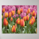 Search for keukenhof holland posters Dutch