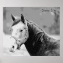 Search for filly posters Ranch