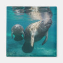 Search for manatee magnets Ocean