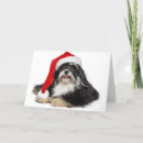 Search for havanese christmas cards Beautiful