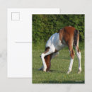 Search for sporting breed postcards Irish sport horse