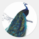 Search for elegant peacock stickers Bird