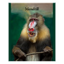 Search for ape posters Animal
