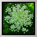 Search for daucus Wildflower