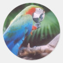 Search for green parrot stickers Tropical