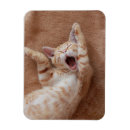 Search for yawning magnets Cat