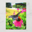 Search for swallowtail postcards Papilio polyxenes