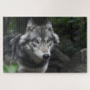 Search for wild wolf puzzles Predator