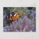 Search for clownfish postcards Diving