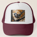 Search for robin hats Wildlife