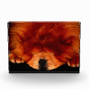 Search for puffy photography Chow chow