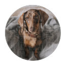 Search for dachshund chopping boards Puppy